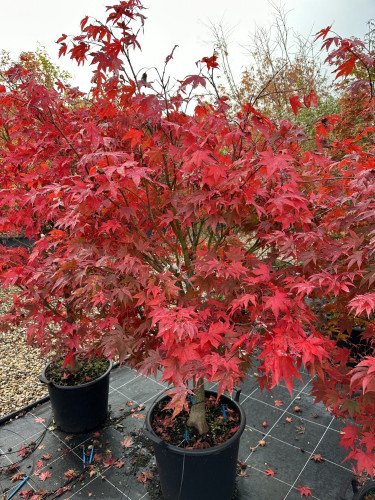 Érable japonais - Acer palmatum - Plante tropicale pépinière Pakokota Fakarava