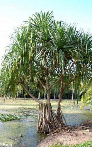 Fara (Pendanus) - Pandanus tectorius - Plante tropicale pépinière Pakokota Fakarava